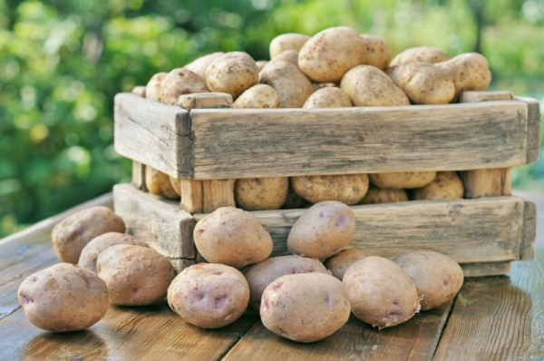 Выращивание картофеля в соломе — методика ленивого огородника